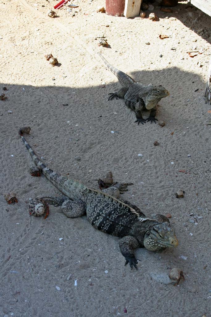 Iguanas and hermit crabs on Cayo Blanco.