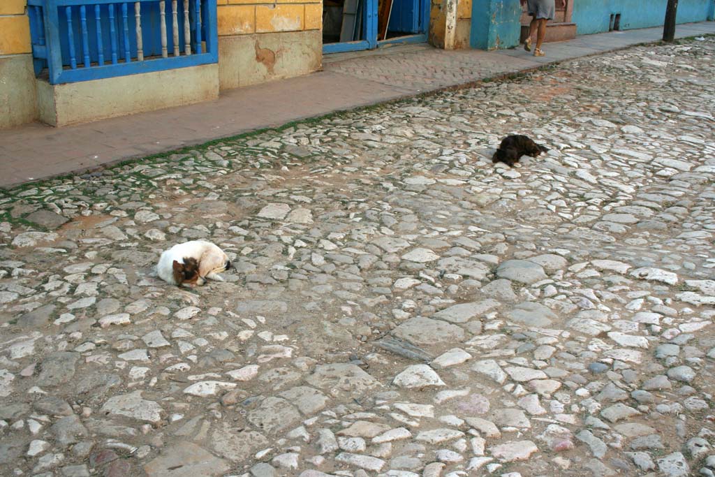 Optimistic dogs in Trinidad.