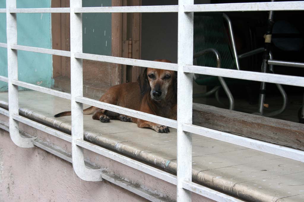 Taking it easy in the window.