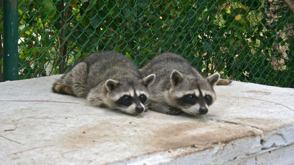 A pair of watchful raccoons at the zoo.