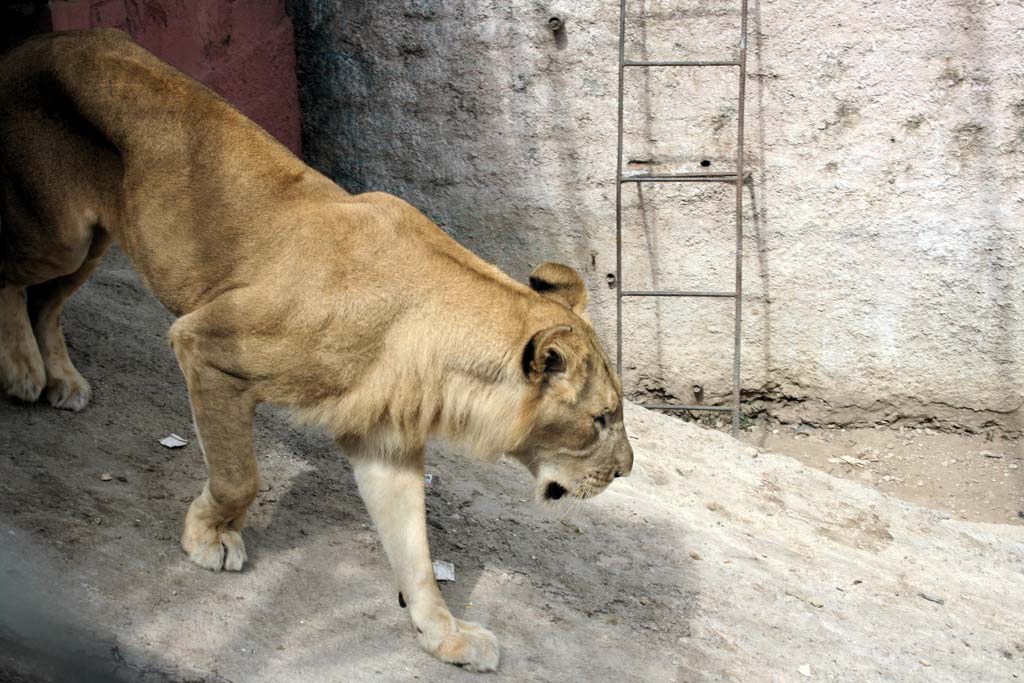 The lioness coming out of her little house at Camagüey zoo.