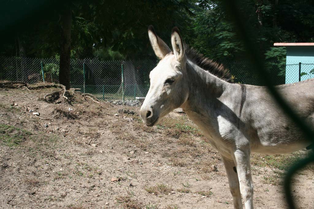 A donkey just outside Camagüey zoo.