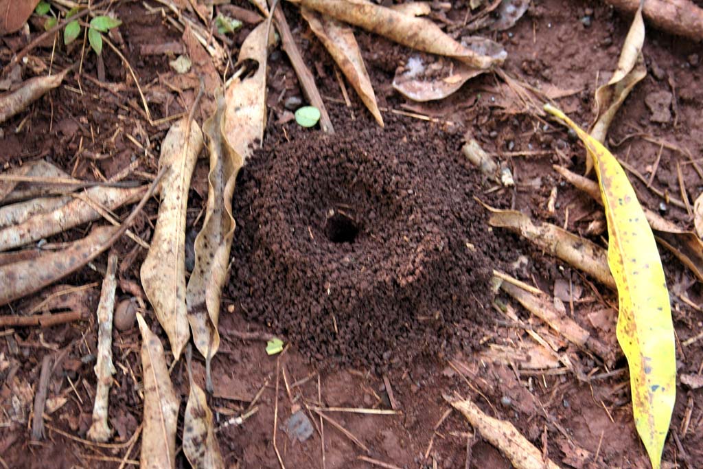 A mound created by a <em>bibijaiva</em>.