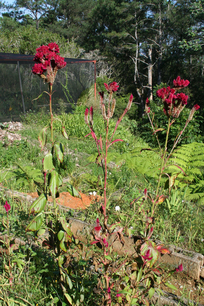 A <em>Tesseoperro</em> in the Baconao park.