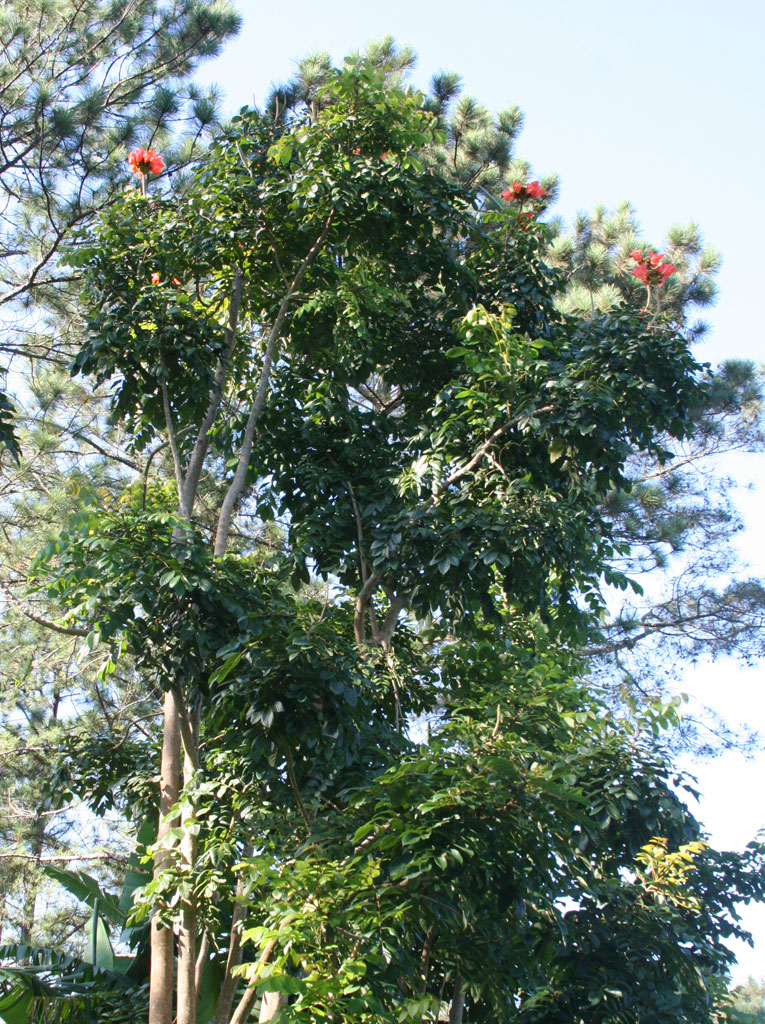 African tulip tree, <em>Spathodea campanulata,</em> in the Baconao park.