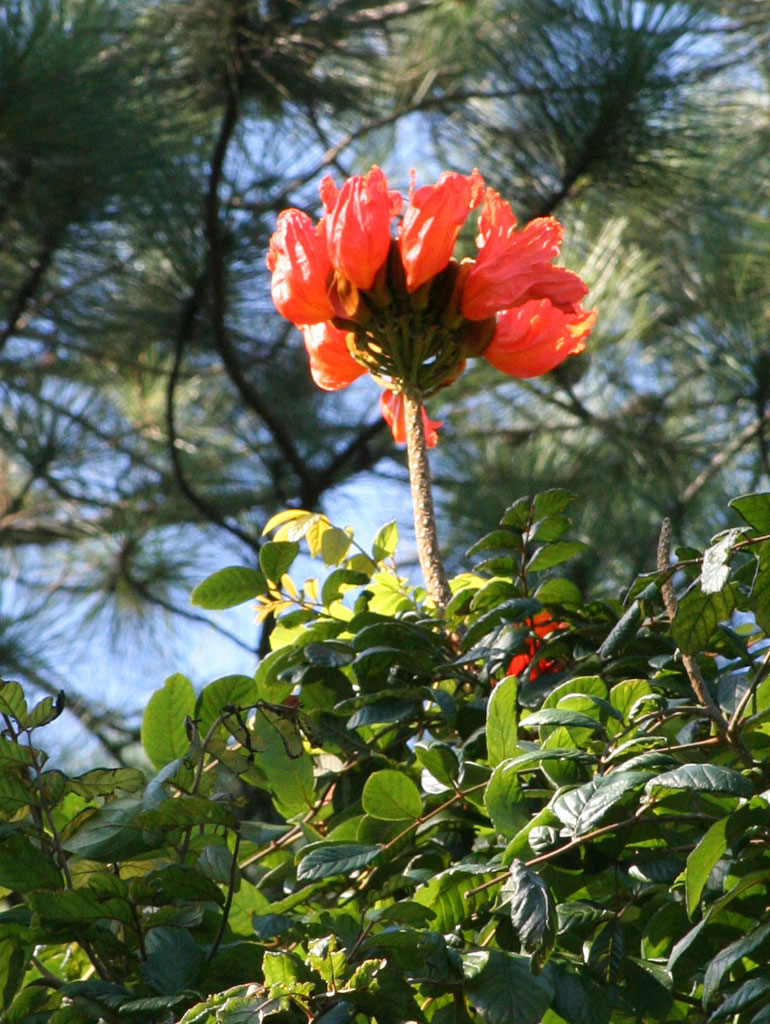 A tulip tree <em>(Spathodea campanulata)</em> flower in the Baconao park.