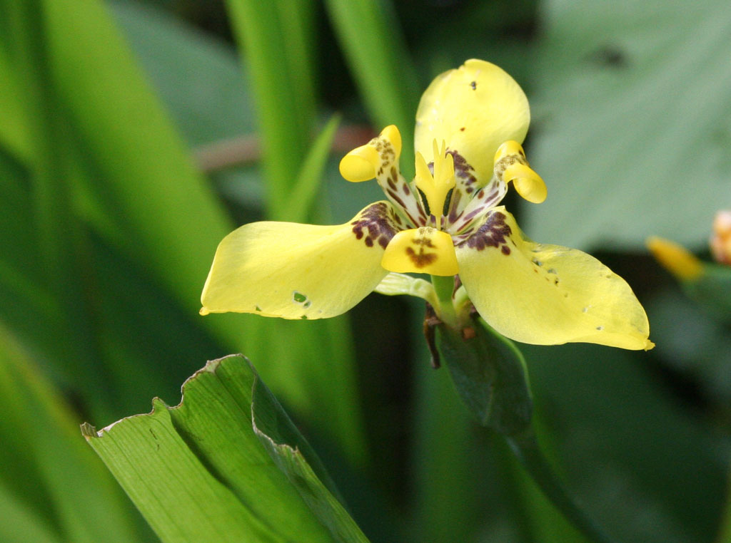 Another orchid in the Baconao park.