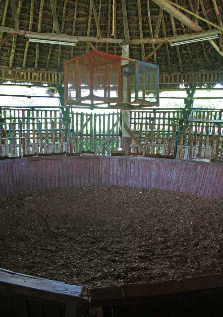 The cock fighting arena.