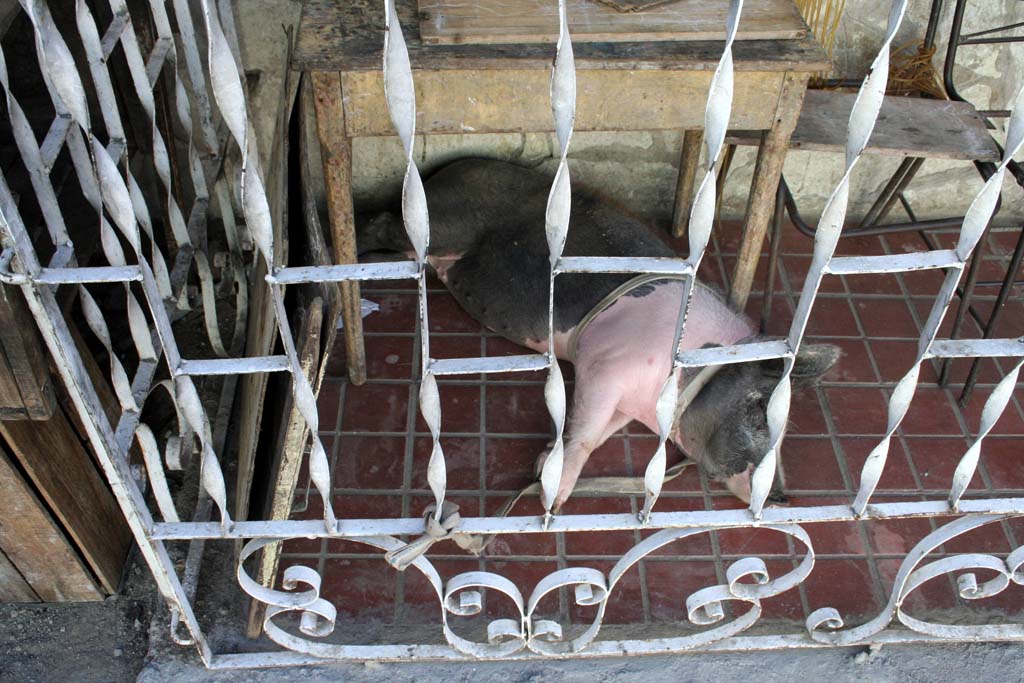 Is this pig, tethered at the front of the house, a pet, or being fattened up to eat?