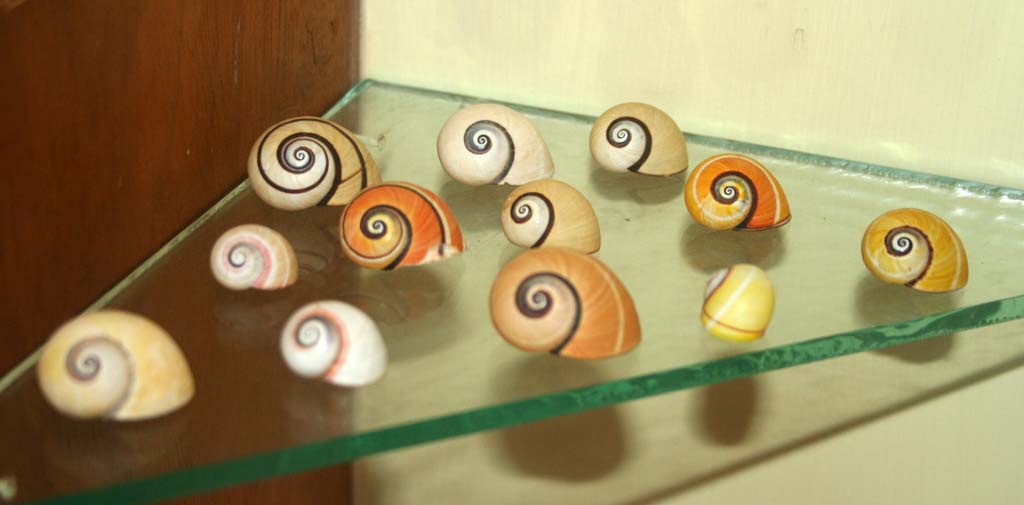 A collecion of brightly coloured <em>polimita</em> snail shells in the local history museum at Baracoa.