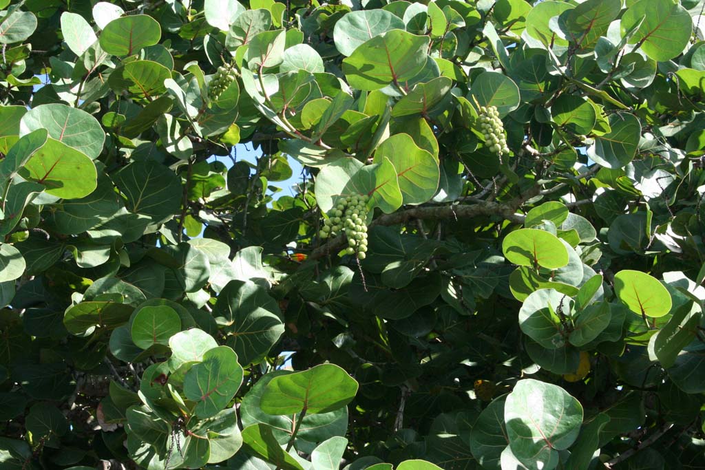 Bunches of almonds in the tree.