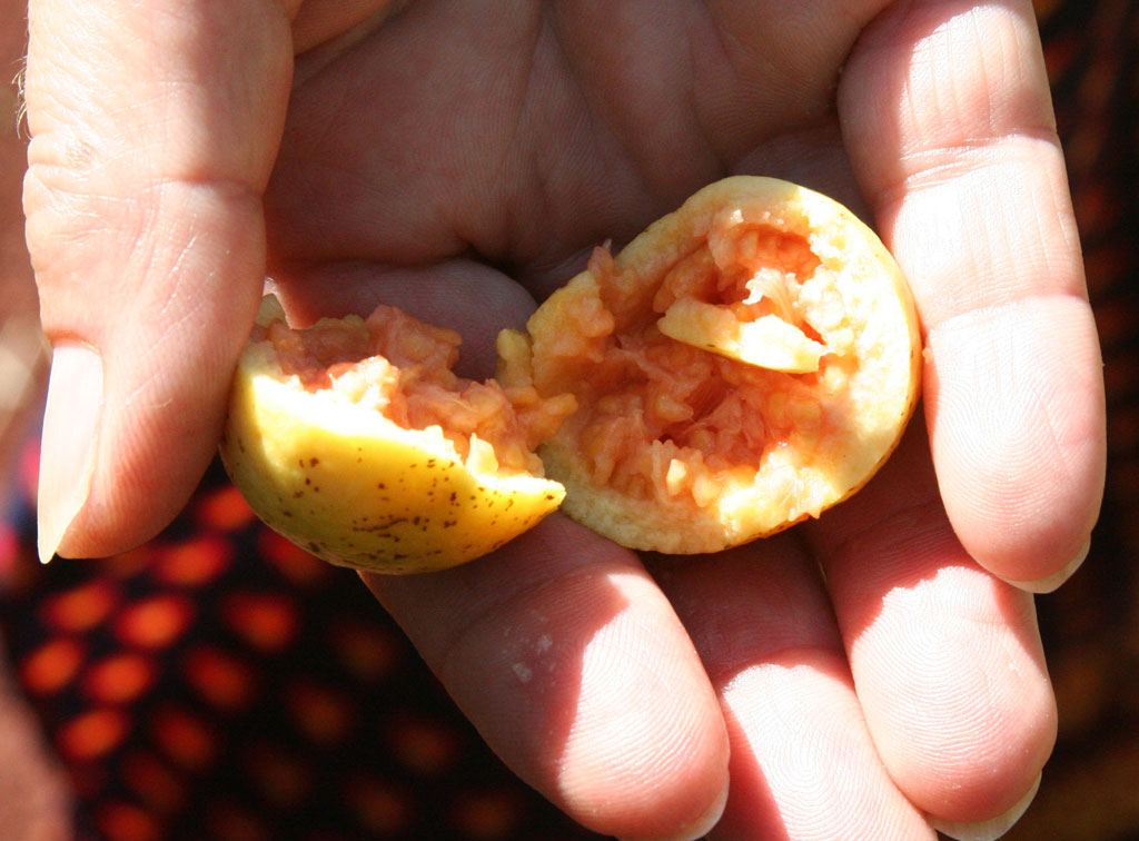 A passion fruit cut open and ready to eat.