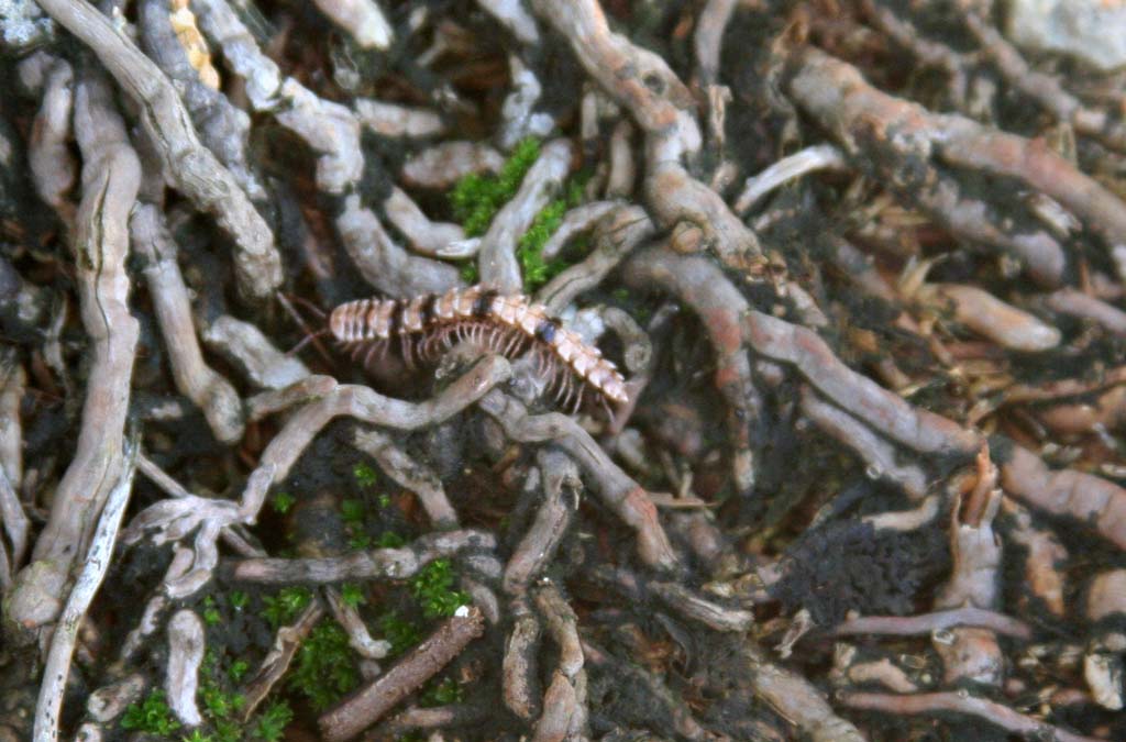 A caterpillar among the roots.