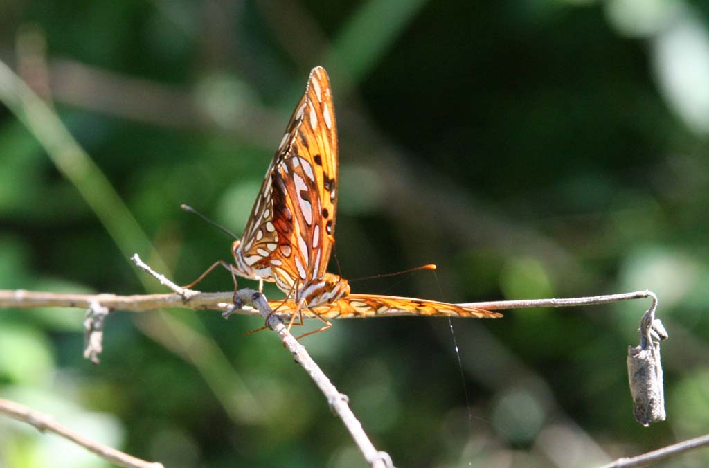 Hard to see, but there are two butterflies mating here.