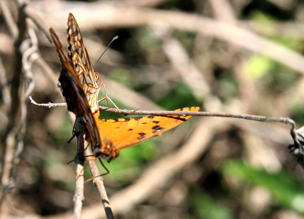 Another shot of the mating butterflies.