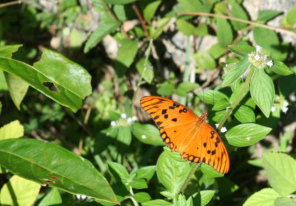 A very striking butterfly near Baracoa.