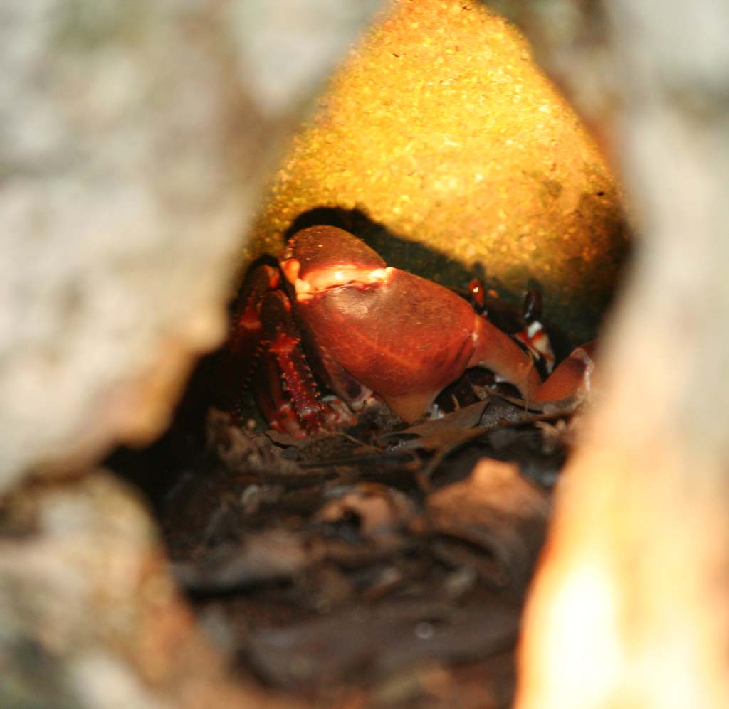 A crab in a hole deep under a rock.