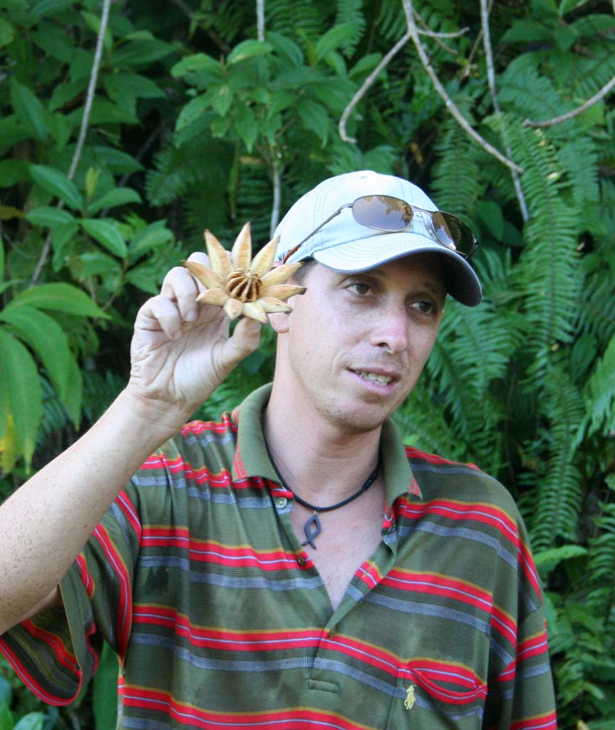The <em>cupey</em> fruit. The tree has a sticky sap that can be used as glue.