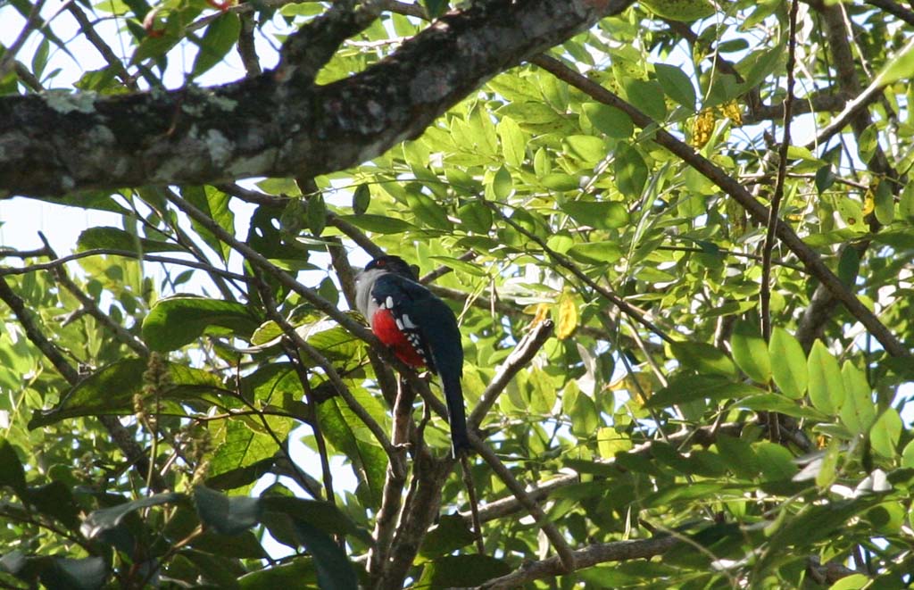 The <em>Tocororo</em> or <em>Cuban Trogon</em> - the national bird, seen near Baracoa.