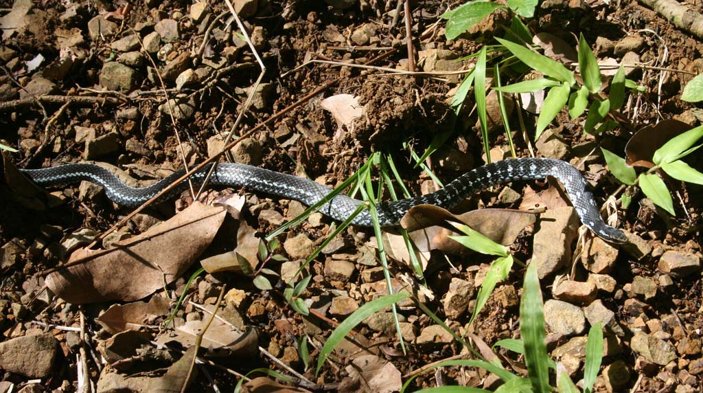 A small snake, harmless... we think.
