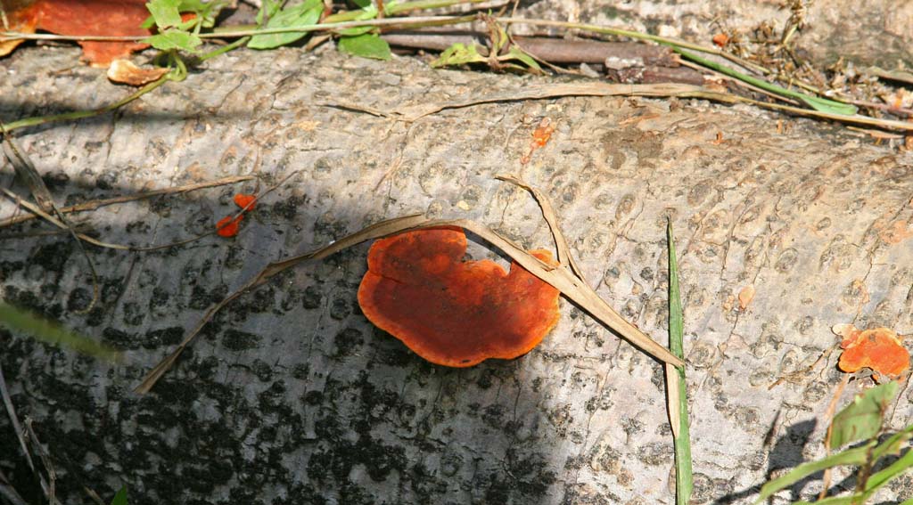 A striking orange tree fungus.