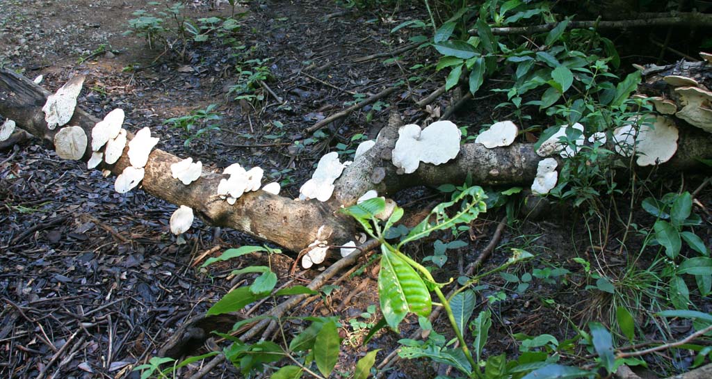 An array of white tree fungus.