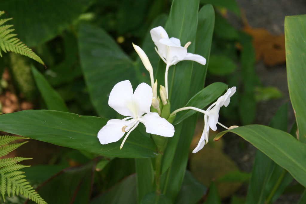 A <em>Mariposa blanca</em> (White butterfly flower), <em>(Hedychium coronarium)</em> - also called a White ginger lily - the national flower of Cuba.