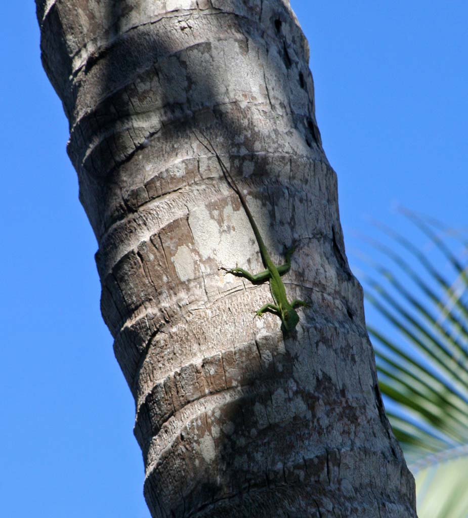 A green lizard on a palm.