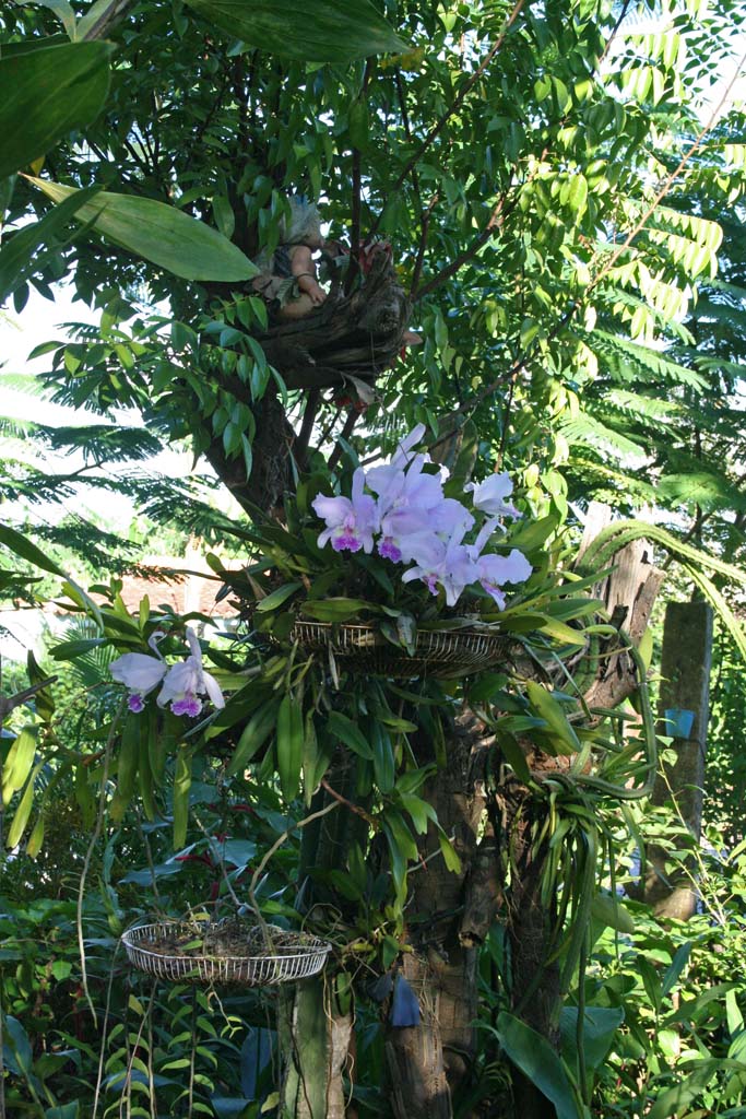 Exquisite orchids, and a doll higher up.