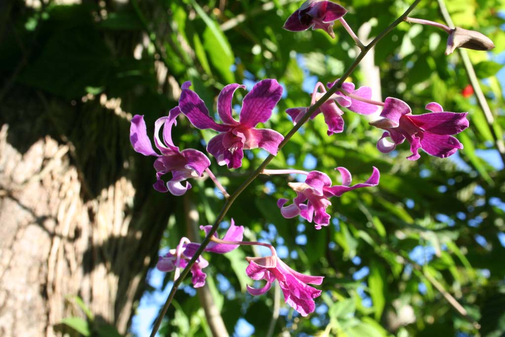 More orchids in the <em>Jardín Botánico de Caridad.</em>