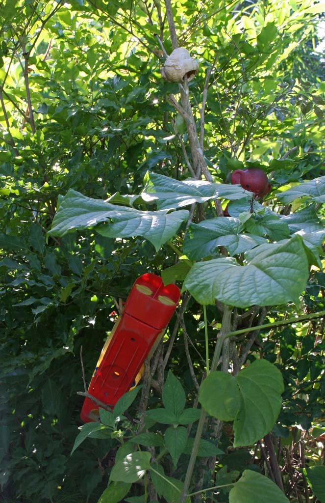 More 'spiritual objects' among the plants.