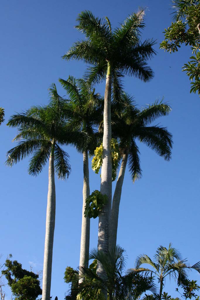 A stand of royal palms in the middle of the garden.