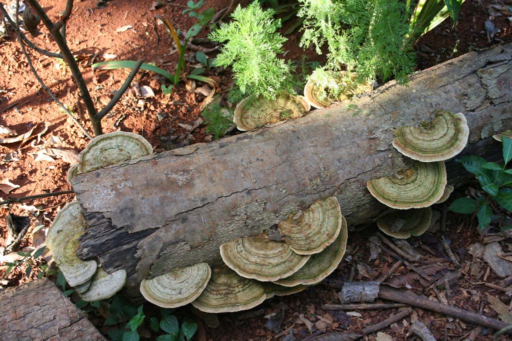 Ringed bracket fungi in the <em>Jardín Botánico de Caridad.</em>