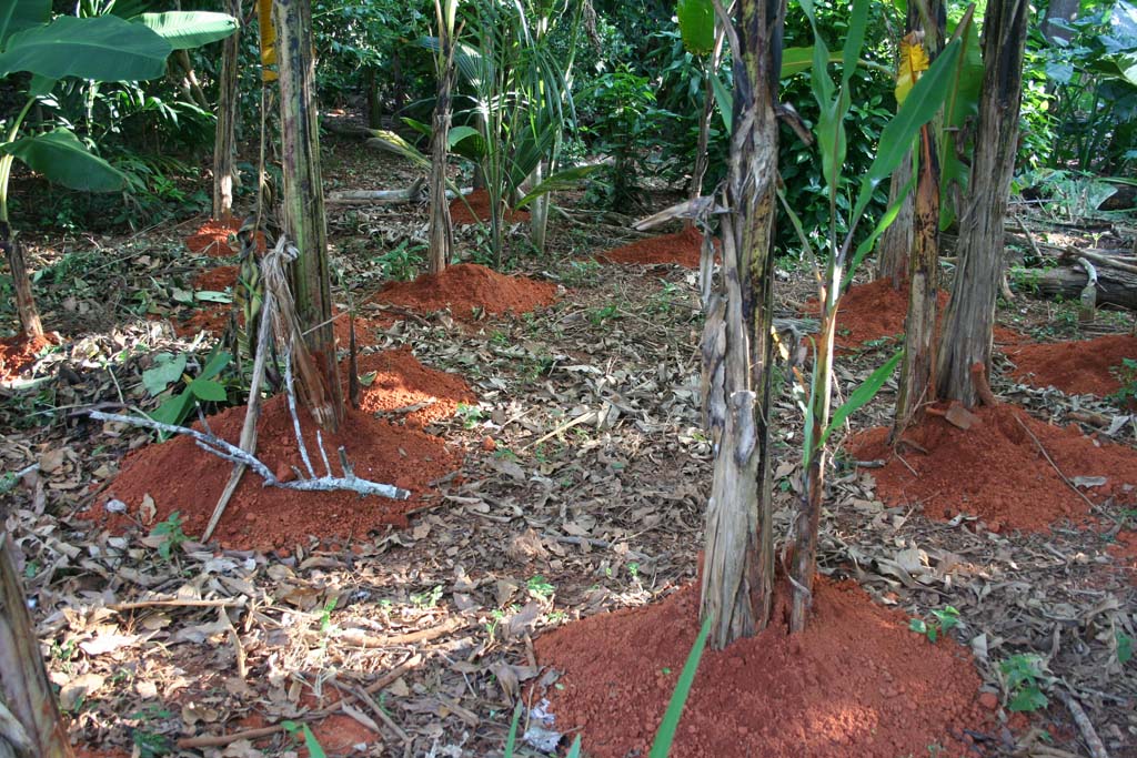 Banana plants with fresh earth piled round them.