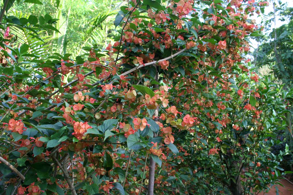 Pretty pink bracts and flowers in the <em>Jardín Botánico de Caridad.</em>