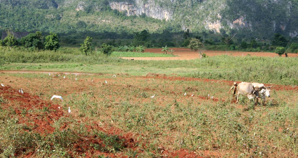 A field being ploughed, with lots of egrets taking a close interest.