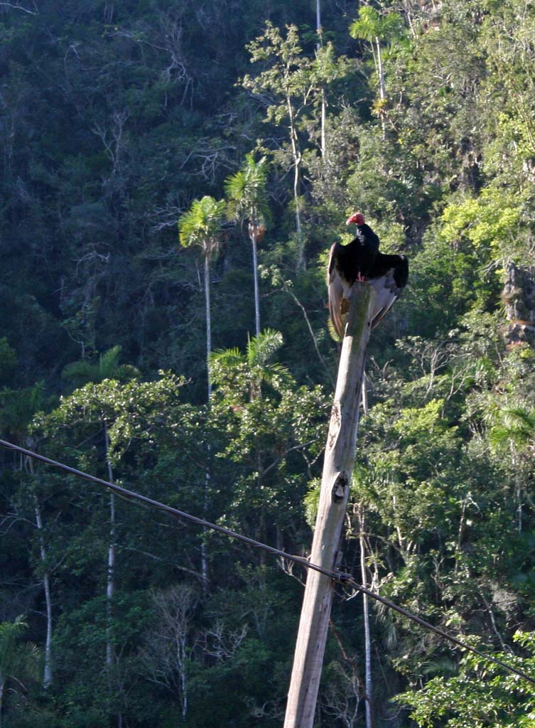 A vulture on a telegraph pole.
