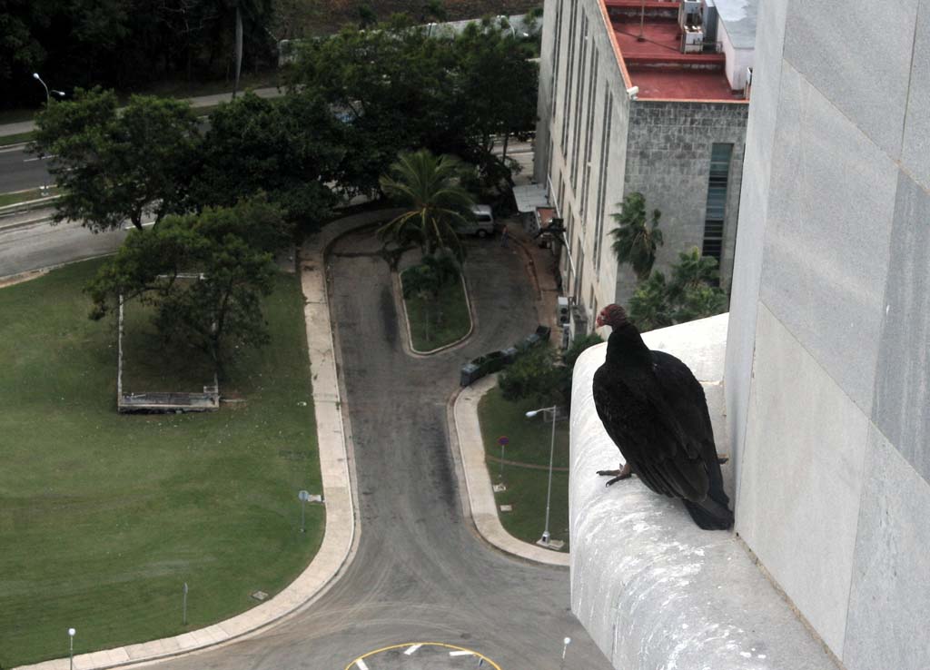 A red headed vulture perched high up on the José Martí memorial in Plaza de la Revolución, Havana.