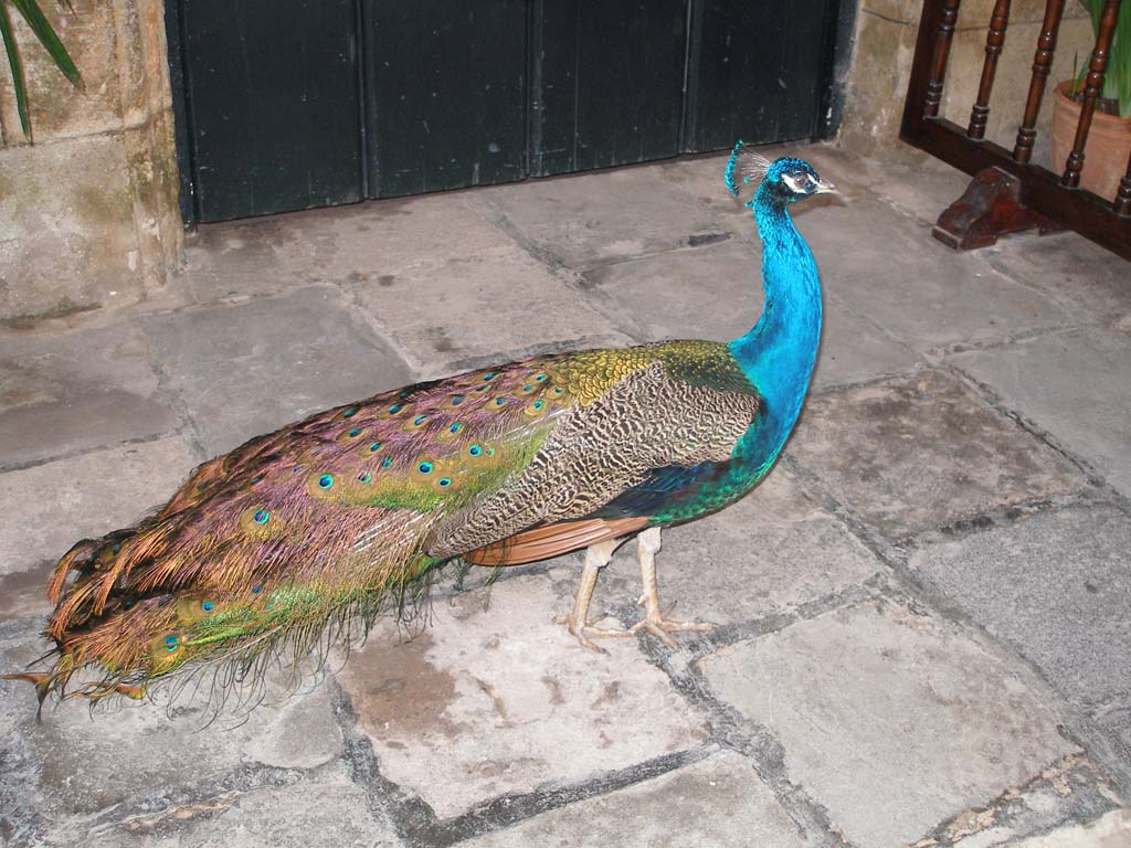 The same peacock, closer.