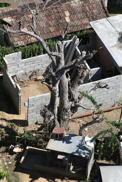A blasted tree by the lookout tower at Valle de los Ingenios, a train ride from Trinidad.