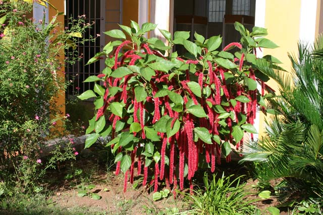 A 'Red Hot Cats' Tails' <em>(Acalypha hispida)</em> in the courtyard of the local history museum in Trinidad.