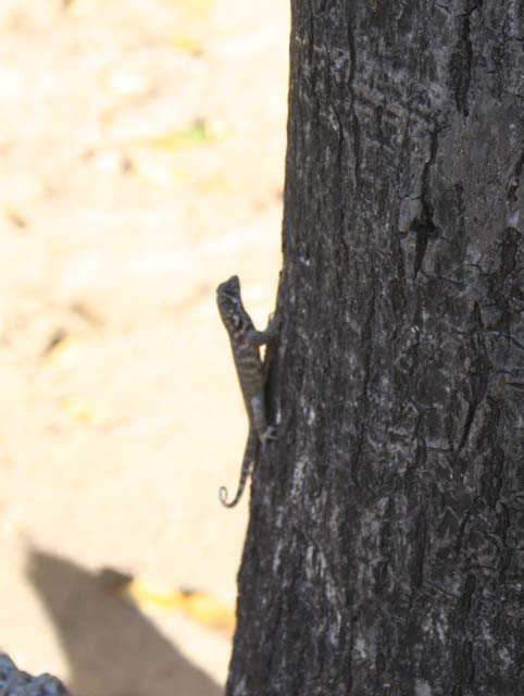 A tiny lizard on a tree - pity about the focus.