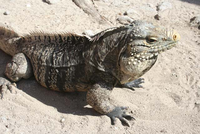 Photo opportunity for one of the iguanas on Cayo Blanco, off Trinidad.
