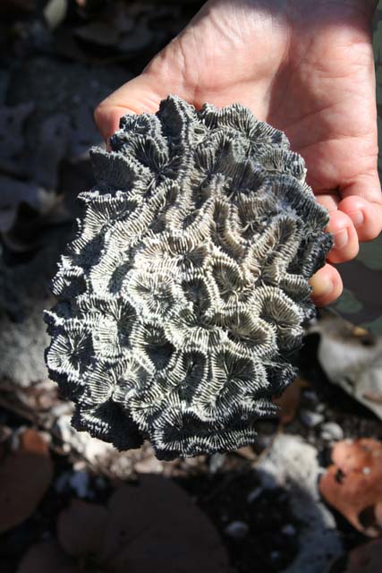 One of thousands of pieces of coral littered across the island.