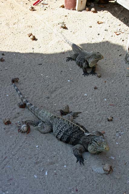 Iguanas and hermit crabs on Cayo Blanco, off Trinidad.