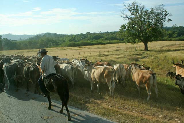 On the road from Trinidad to Camagüey we came up behind these cowboys with their cattle...