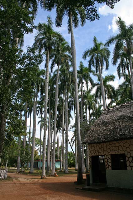 A fine stand of royal palms behind <em>El Oasis,</em> our rest stop on the way from Trinidad to Camagüey.