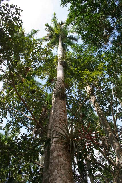 A royal palm with epiphytes growing on it in the garden of <em>El Oasis,</em> our rest stop on the way from Trinidad to Camagüey.