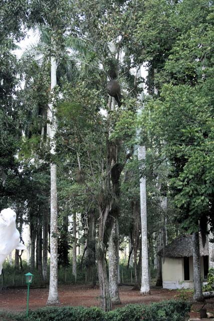 Trees near the front of <em>El Oasis</em> - note the big black nest in the upper centre of the photo.