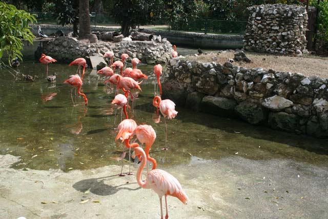 A group of flamingoes at Camagüey zoo.